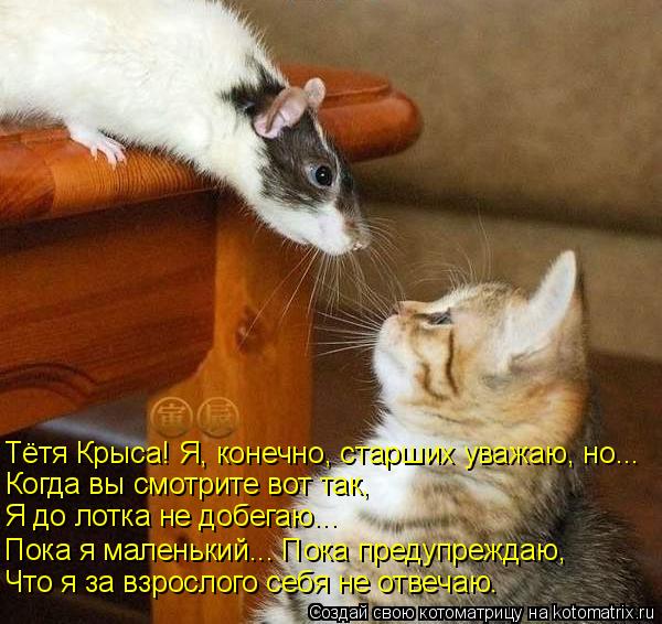Тётя Крыса! Я, конечно, старших уважаю, но... Когда вы смотрите вот так, Я до лотка не добегаю... По... Котоматрица: Тётя Крыса! Я, конечно, старших уважаю, но... Когда вы смотрите вот так, Я до лотка не добегаю... Пока я маленький... Пока предупреждаю, Что я за в