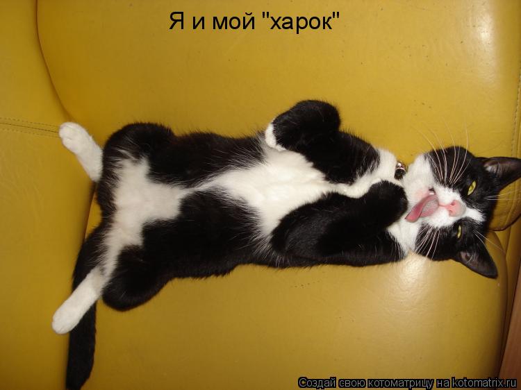 Я и мой "харок"... Котоматрица: Я и мой "харок"
