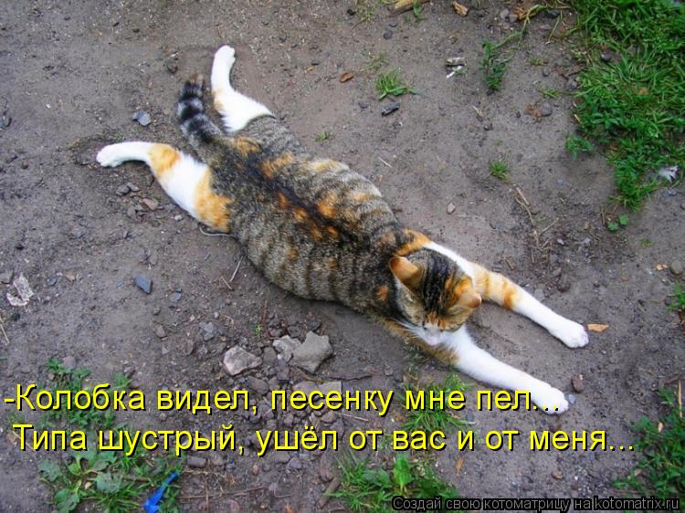 -Колобка видел, песенку мне пел... Типа шустрый, ушёл от вас и от меня...... Котоматрица: -Колобка видел, песенку мне пел... Типа шустрый, ушёл от вас и от меня...