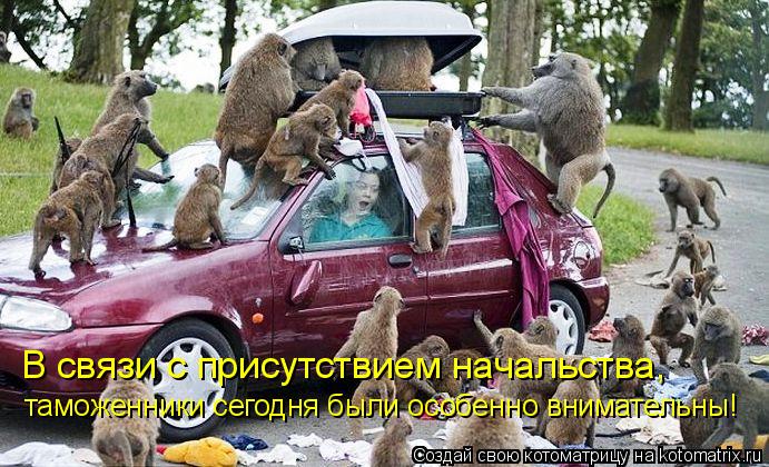 Котоматрица: В связи с присутствием начальства,  таможенники сегодня были особенно внимательны!