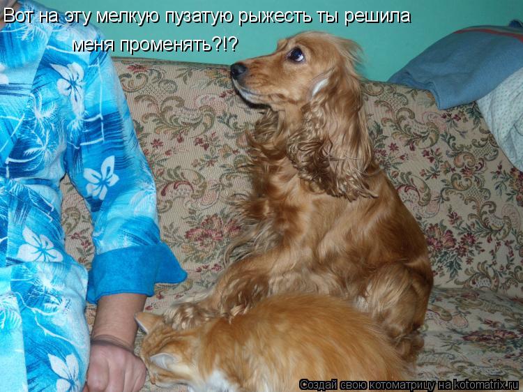 Вот на эту мелкую пузатую рыжесть ты решила меня променять?!?... Котоматрица: Вот на эту мелкую пузатую рыжесть ты решила меня променять?!?