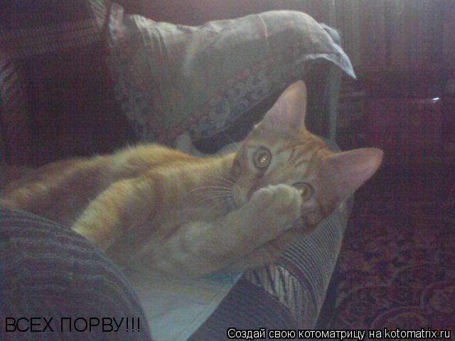 ВСЕХ ПОРВУ!!!... Котоматрица: ВСЕХ ПОРВУ!!!