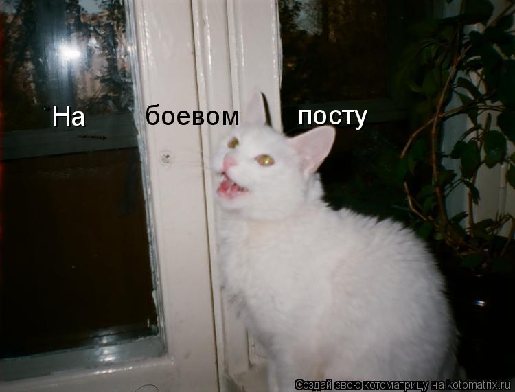 На боевом посту... Котоматрица: На боевом посту