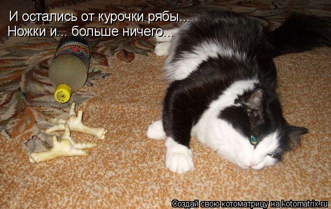И остались от курочки рябы... Ножки и... больше ничего...... Котоматрица: И остались от курочки рябы... Ножки и... больше ничего...