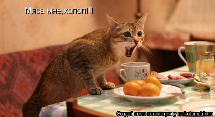 Мяса мне,холоп!!!... Котоматрица: Мяса мне,холоп!!!
