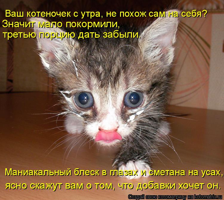 Ваш котеночек с утра, не похож сам на себя? Маниакальный блеск в глазах и сметана на усах, ясно скаж... Котоматрица: Ваш котеночек с утра, не похож сам на себя? Маниакальный блеск в глазах и сметана на усах, ясно скажут вам о том, что добавки хочет он. Значит