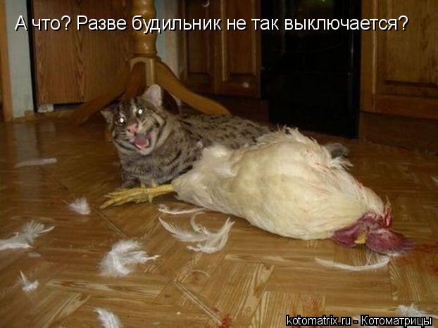 А что? Разве будильник не так выключается?... Котоматрица: А что? Разве будильник не так выключается?