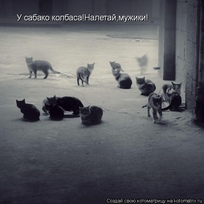 У сабако колбаса!Налетай,мужики!... Котоматрица: У сабако колбаса!Налетай,мужики!