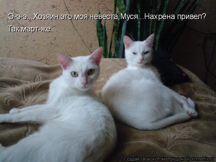 Э-э-э...Хозяин,это моя невеста,Муся...Нахрена привел? Так март-же...... Котоматрица: Э-э-э...Хозяин,это моя невеста,Муся...Нахрена привел? Так март-же...