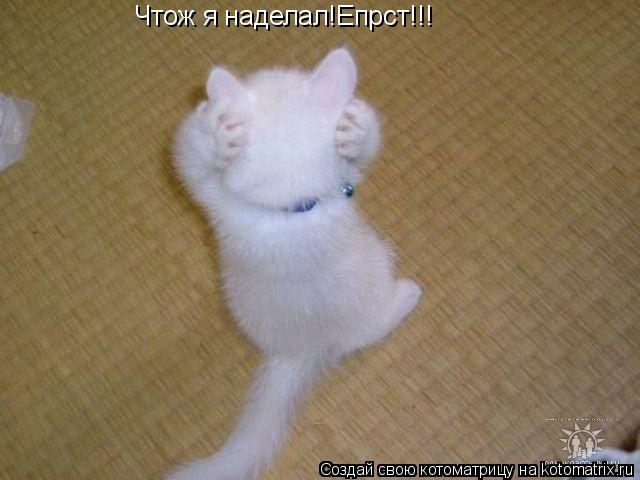 Чтож я наделал!Епрст!!!... Котоматрица: Чтож я наделал!Епрст!!!