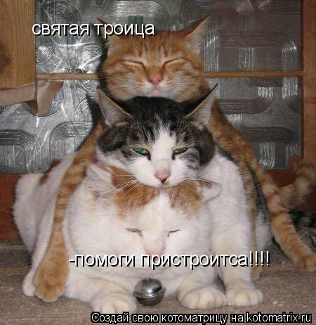 святая троица -помоги пристроитса!!!!... Котоматрица: святая троица -помоги пристроитса!!!!