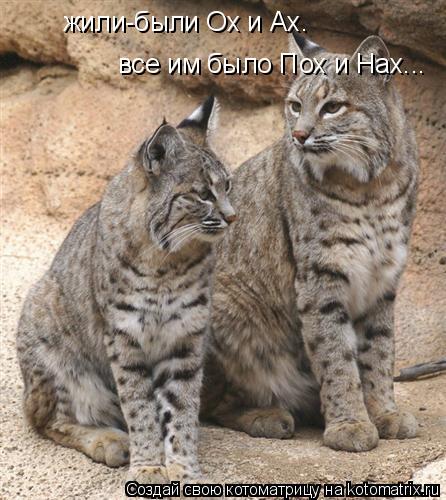 жили-были Ох и Ах. все им было Пох и Нах...... Котоматрица: жили-были Ох и Ах. все им было Пох и Нах...