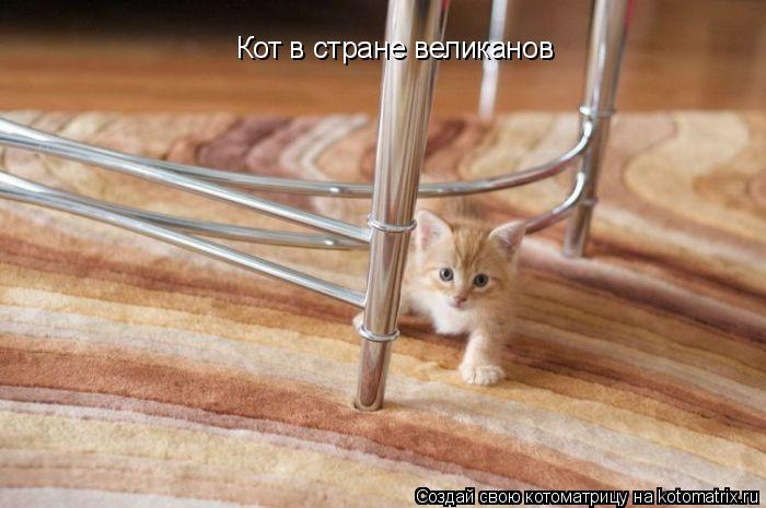 Кот в стране великанов... Котоматрица: Кот в стране великанов