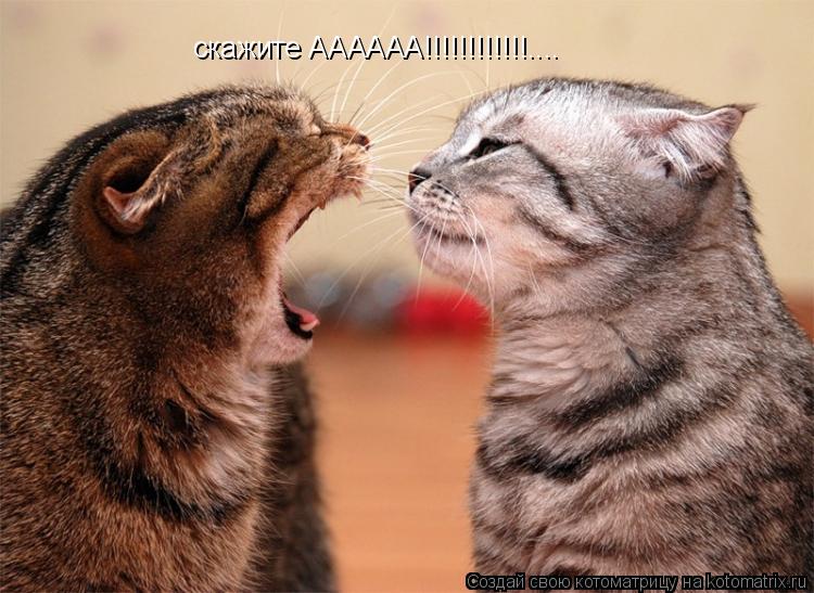 скажите АААААА!!!!!!!!!!!!....... Котоматрица: скажите АААААА!!!!!!!!!!!!....