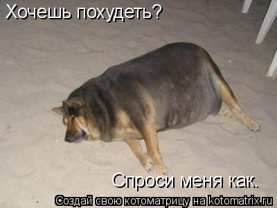 Хочешь похудеть? Спроси меня как.... Котоматрица: Хочешь похудеть? Спроси меня как.