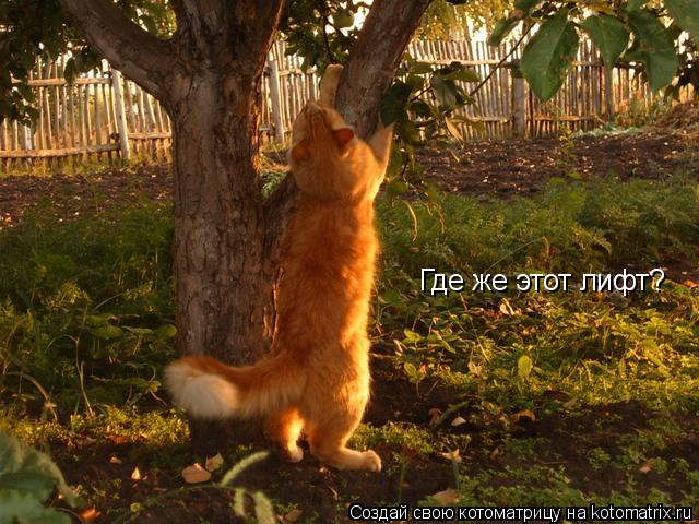 Где же этот лифт?... Котоматрица: Где же этот лифт?