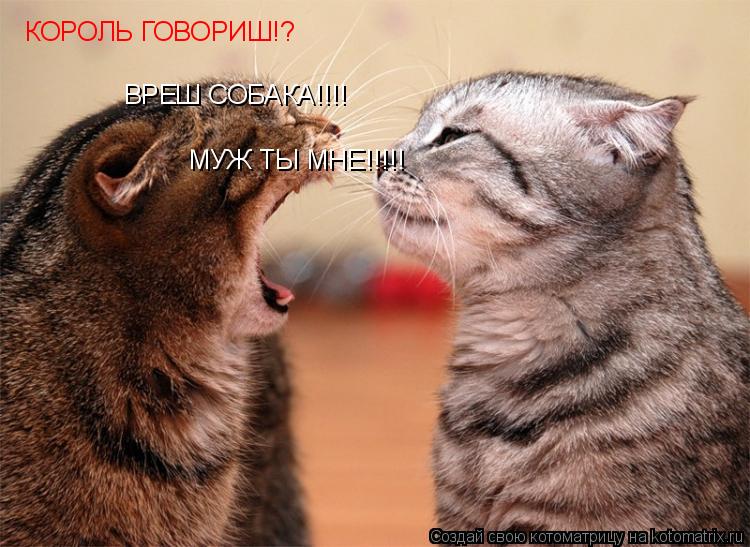 Котоматрица: КОРОЛЬ ГОВОРИШ!? ВРЕШ СОБАКА!!!! МУЖ ТЫ МНЕ!!!!!