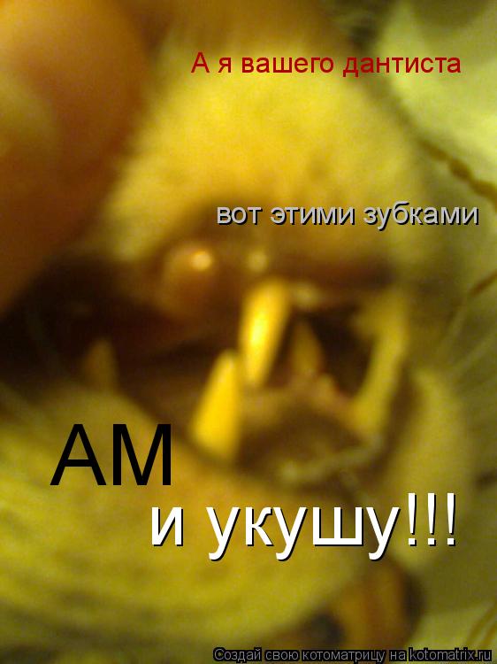 А я вашего дантиста вот этими зубками АМ и укушу!!!... Котоматрица: А я вашего дантиста вот этими зубками АМ и укушу!!!