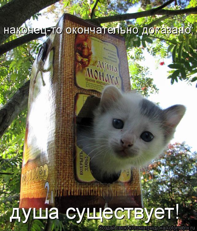 наконец-то окончательно доказано: душа существует!... Котоматрица: наконец-то окончательно доказано: душа существует!