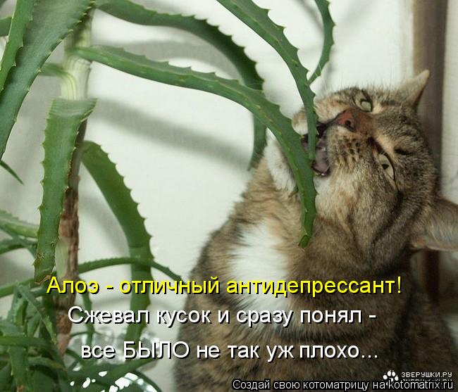 Алоэ - отличный антидепрессант! Сжевал кусок и сразу понял - все БЫЛО не так уж плохо...... Котоматрица: Алоэ - отличный антидепрессант! Сжевал кусок и сразу понял - все БЫЛО не так уж плохо...