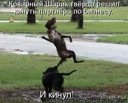 Котоматрица: Коварный Шарик твёрдо решил  кинуть партнёра по бизнесу. И кинул!