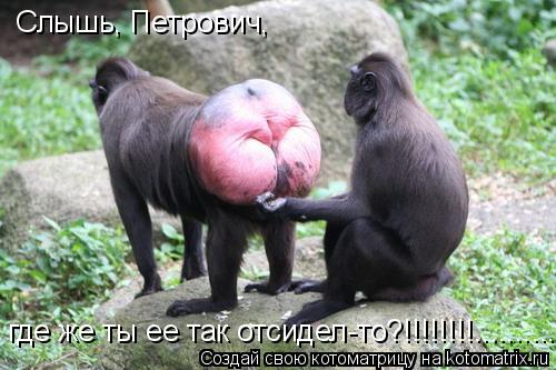 Слышь, Петрович, где же ты ее так отсидел-то?!!!!!!!!................. Котоматрица: Слышь, Петрович, где же ты ее так отсидел-то?!!!!!!!!..............
