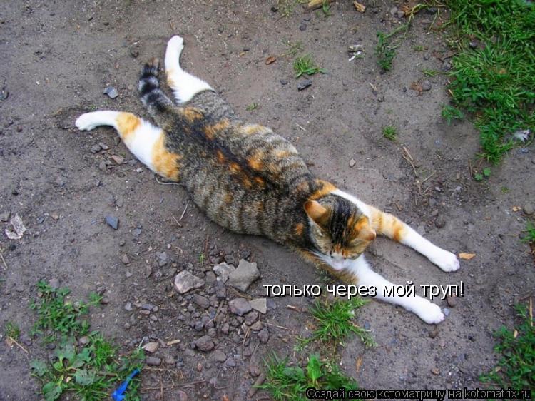 только через мой труп!... Котоматрица: только через мой труп!