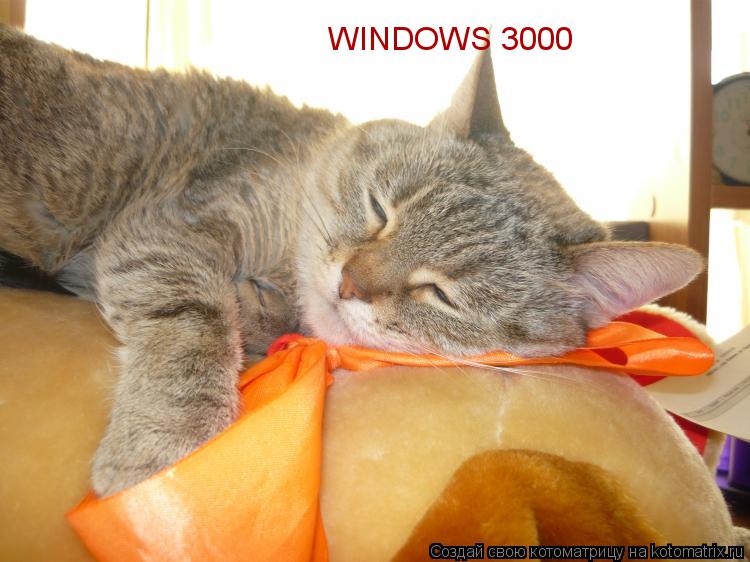 WINDOWS 3000... Котоматрица: WINDOWS 3000