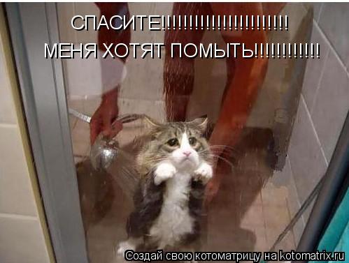 СПАСИТЕ!!!!!!!!!!!!!!!!!!!!!!! МЕНЯ ХОТЯТ ПОМЫТЬ!!!!!!!!!!!!... Котоматрица: СПАСИТЕ!!!!!!!!!!!!!!!!!!!!!!! МЕНЯ ХОТЯТ ПОМЫТЬ!!!!!!!!!!!!