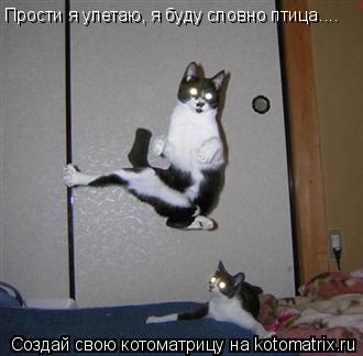 Прости я улетаю, я буду словно птица....... Котоматрица: Прости я улетаю, я буду словно птица....