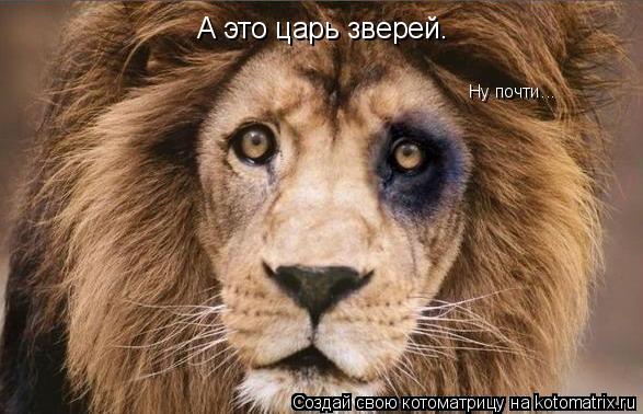 А это царь зверей. Ну почти...... Котоматрица: А это царь зверей. Ну почти...