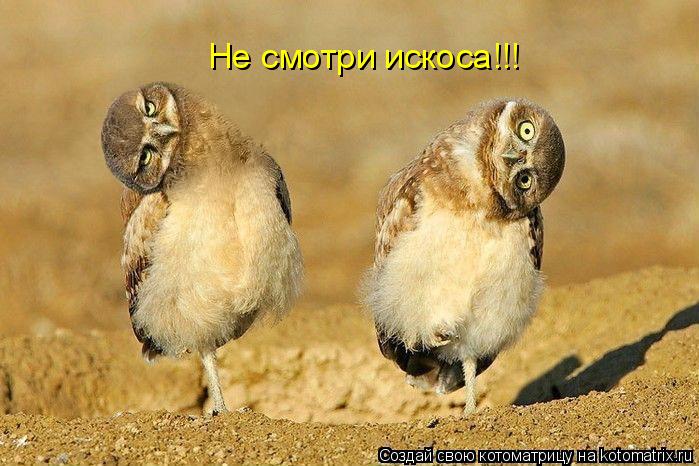 Не смотри искоса!!!... Котоматрица: Не смотри искоса!!!