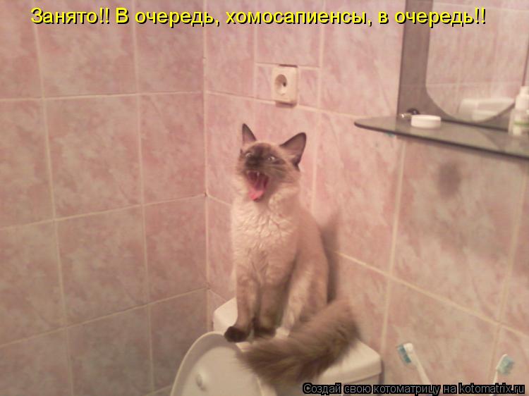 Занято!! В очередь, хомосапиенсы, в очередь!!... Котоматрица: Занято!! В очередь, хомосапиенсы, в очередь!!