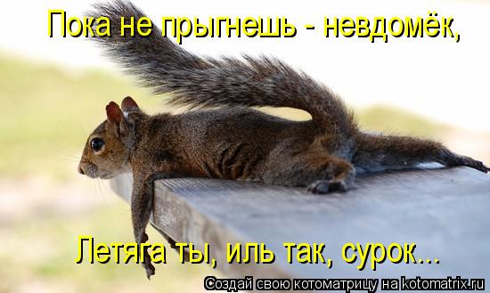 Пока не прыгнешь - невдомёк, Летяга ты, иль так, сурок...... Котоматрица: Пока не прыгнешь - невдомёк, Летяга ты, иль так, сурок...
