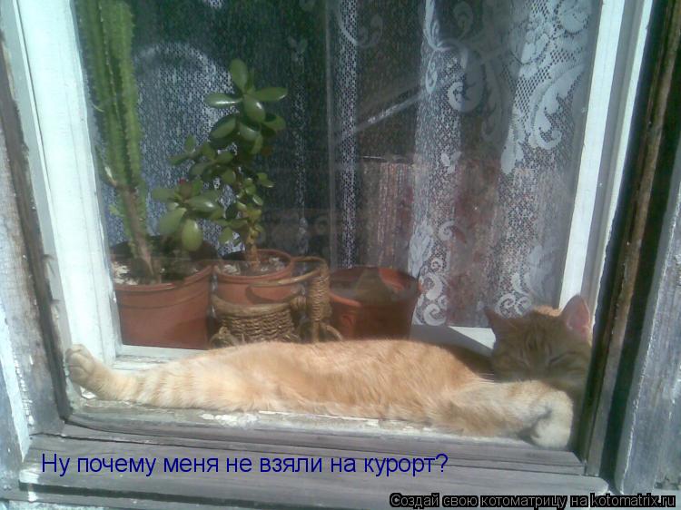 Ну почему меня не взяли на курорт?... Котоматрица: Ну почему меня не взяли на курорт?