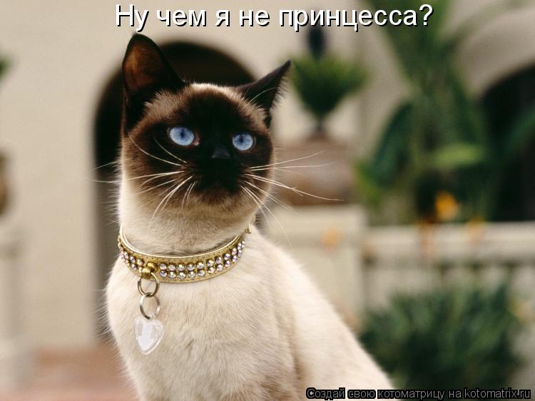 Ну чем я не принцесса?... Котоматрица: Ну чем я не принцесса?
