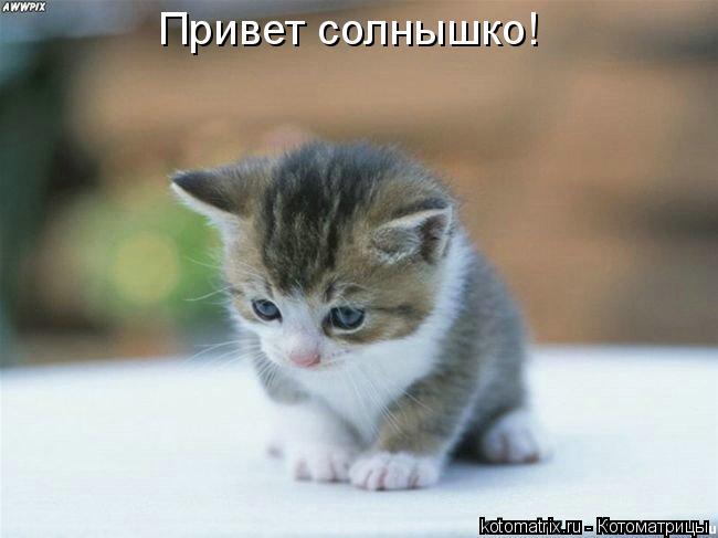 Привет солнышко!... Котоматрица: Привет солнышко!