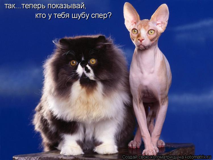 так...теперь показывай, кто у тебя шубу спер?... Котоматрица: так...теперь показывай, кто у тебя шубу спер?