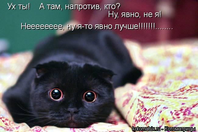 Нееееееее, ну я-то явно лучше!!!!!!!........ Ух ты! А там, напротив, кто? Ну, явно, не я!... Котоматрица: Нееееееее, ну я-то явно лучше!!!!!!!........ Ух ты! А там, напротив, кто? Ну, явно, не я!