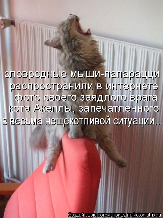 зловредные мыши-папарацци распространили в интернете фото своего заядлого врага кота Акеллы, запеч... Котоматрица: зловредные мыши-папарацци распространили в интернете фото своего заядлого врага кота Акеллы, запечатленного в весьма нещекотливой ситу
