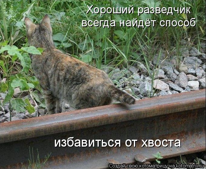Хороший разведчик всегда найдёт способ избавиться от хвоста... Котоматрица: Хороший разведчик всегда найдёт способ избавиться от хвоста