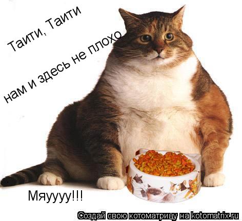 Таити, Таити нам и здесь не плохо Мяуууу!!!... Котоматрица: Таити, Таити нам и здесь не плохо Мяуууу!!!