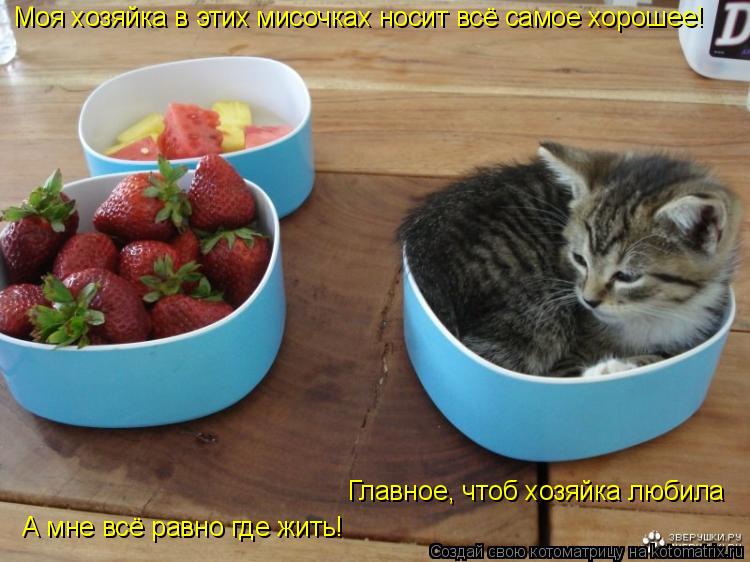 Моя хозяйка в этих мисочках носит всё самое хорошее! А мне всё равно где жить! Главное, чтоб хозяйка... Котоматрица: Моя хозяйка в этих мисочках носит всё самое хорошее! А мне всё равно где жить! Главное, чтоб хозяйка любила