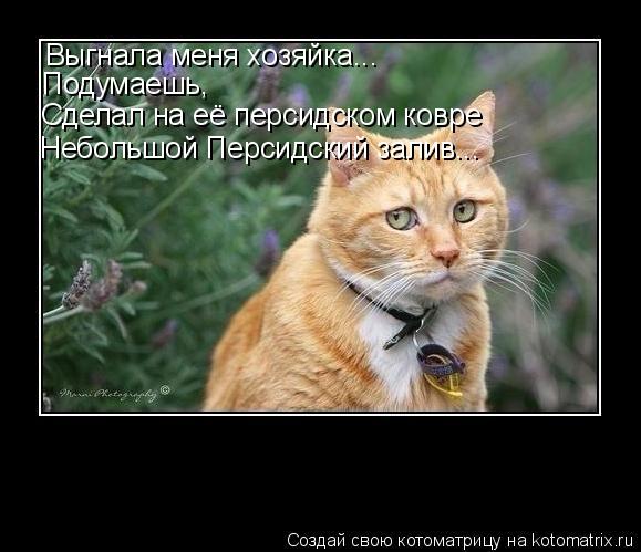 Выгнала меня хозяйка... Подумаешь, Сделал на её персидском ковре Небольшой Персидский залив...... Котоматрица: Выгнала меня хозяйка... Подумаешь, Сделал на её персидском ковре Небольшой Персидский залив...