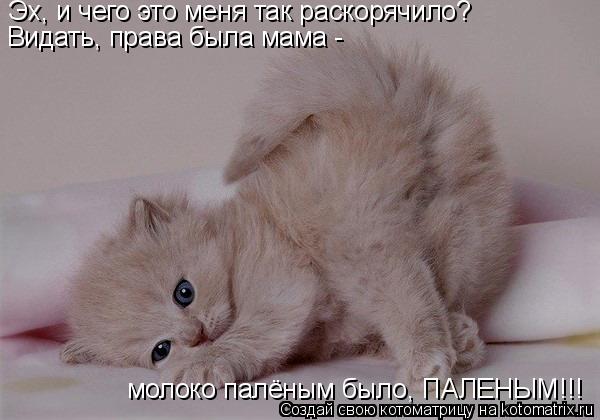 Эх, и чего это меня так раскорячило? молоко палёным было, ПАЛЕНЫМ!!! Видать, права была мама -... Котоматрица: Эх, и чего это меня так раскорячило? молоко палёным было, ПАЛЕНЫМ!!! Видать, права была мама -