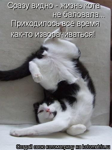 Сразу видно - жизнь кота не баловала... Приходилось всё время как-то изворачиваться!... Котоматрица: Сразу видно - жизнь кота не баловала... Приходилось всё время как-то изворачиваться!