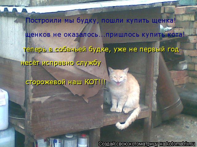 щенков не оказалось...пришлось купить кота! сторожевой наш КОТ!!! теперь в собачьей будке, уже не пер... Котоматрица: щенков не оказалось...пришлось купить кота! сторожевой наш КОТ!!! теперь в собачьей будке, уже не первый год несёт исправно службу Построили