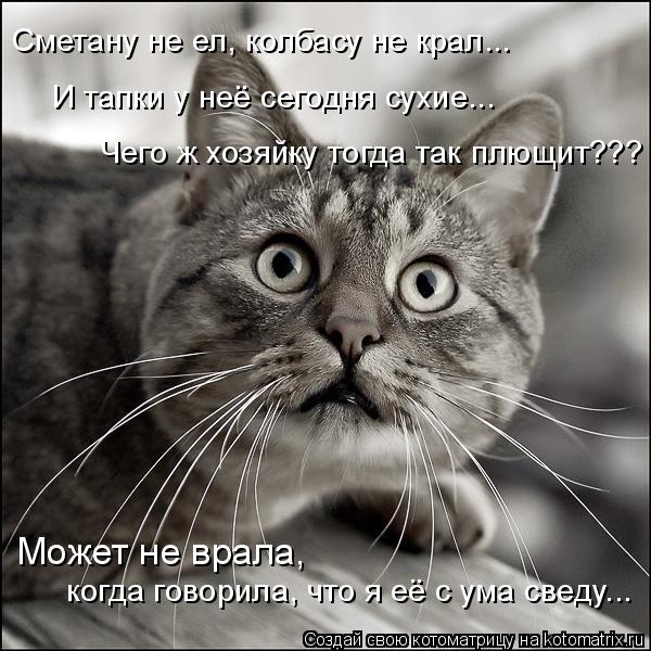 И тапки у неё сегодня сухие... Сметану не ел, колбасу не крал... когда говорила, что я её с ума сведу... Котоматрица: И тапки у неё сегодня сухие... Сметану не ел, колбасу не крал... когда говорила, что я её с ума сведу... Может не врала, Чего ж хозяйку тогда так п