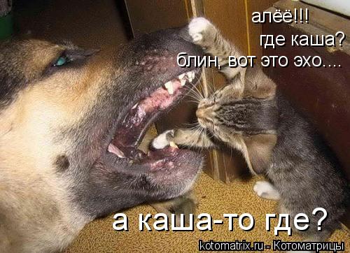 алёё!!! где каша? блин, вот это эхо.... а каша-то где?... Котоматрица: алёё!!! где каша? блин, вот это эхо.... а каша-то где?