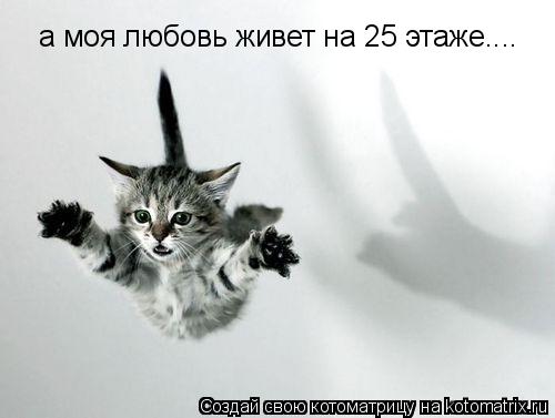 а моя любовь живет на 25 этаже....... Котоматрица: а моя любовь живет на 25 этаже....